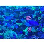 Les photos des utilisateurs Honor Magic6 Pro