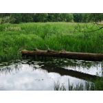 Les photos des utilisateurs Honor Magic6 Pro