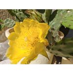 Les photos des utilisateurs Honor Magic6 Pro