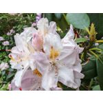 Les photos des utilisateurs Honor Magic6 Pro