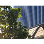 Les photos des utilisateurs Honor Magic6 Pro