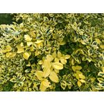 Les photos des utilisateurs Honor Magic6 Pro