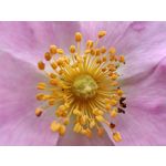 Les photos des utilisateurs Honor Magic6 Pro