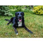 Les photos des utilisateurs Honor Magic6 Pro