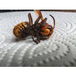 Les photos des utilisateurs Honor Magic6 Pro