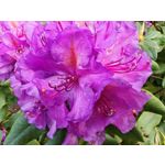 Les photos des utilisateurs Honor Magic6 Pro