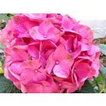 Les photos des utilisateurs Honor Magic6 Pro