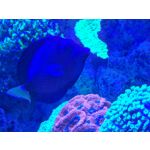 Les photos des utilisateurs Honor Magic6 Pro