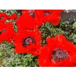 Les photos des utilisateurs Honor Magic6 Pro