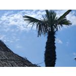 Les photos des utilisateurs Honor Magic6 Pro