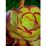 Les photos des utilisateurs Honor Magic6 Pro