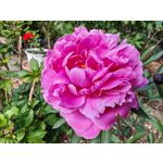 Les photos des utilisateurs Honor Magic6 Pro