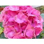 Les photos des utilisateurs Honor Magic6 Pro