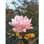 來自這款手機的圖片