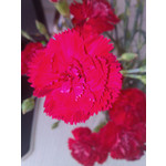 来自这款手机的图片