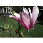 Фотографии пользователя HTC Desire 12 Dual SIM Фотографии пользователя HTC Desire 12 Dual SIM