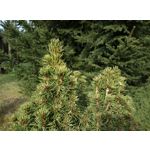 Фотографии пользователя HTC Desire 12 Dual SIM Фотографии пользователя HTC Desire 12 Dual SIM