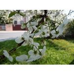 Фотографии пользователя HTC Desire 12 Dual SIM Фотографии пользователя HTC Desire 12 Dual SIM