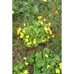 PHOTOS FAITES AVEC CE SMARTPHONE