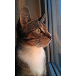 用戶照片 HTC Desire S