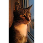 用戶照片 HTC Desire S