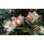 用戶照片 HTC Desire S