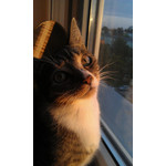 用戶照片 HTC Desire S