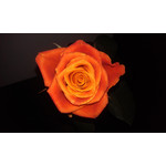 用戶照片 HTC Desire S