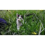 PICTURES FROM THIS PHONE