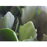 IMAGENS DESTE TELEFONE