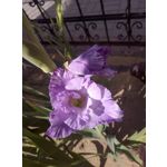 來自這款手機的圖片