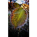 FOTOS AUS DIESEM HANDY