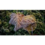 FOTOS AUS DIESEM HANDY