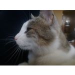 Pictures by this phone HTC One M9