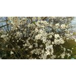 Pictures by this phone HTC One M9