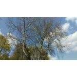 Pictures by this phone HTC One M9