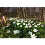 Pictures by this phone HTC One M9