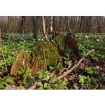 Pictures by this phone HTC One M9