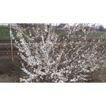 Pictures by this phone HTC One M9