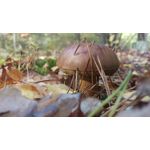 Pictures by this phone HTC One M9