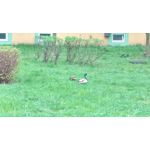 Pictures by this phone HTC One M9