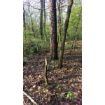 Pictures by this phone HTC One M9