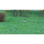 Pictures by this phone HTC One M9