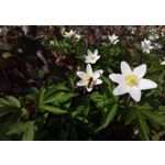 Pictures by this phone HTC One M9