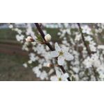 Pictures by this phone HTC One M9