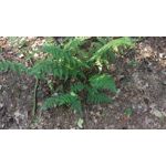 Pictures by this phone HTC One M9