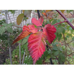 Imágenes de los usuarios HTC One Max