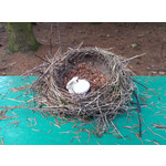 Imágenes de los usuarios HTC One Max