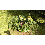 用户照片 HTC One mini 2