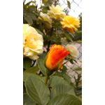 用户照片 HTC One mini 2